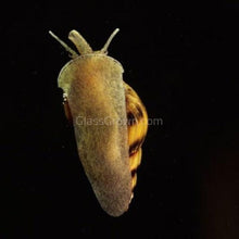 Load image into Gallery viewer, Assassin Snail 3 Pack-Live Animals-Glass Grown-Pack of Three Snails-Glass Grown Aquatics-Aquarium live fish plants, decor
