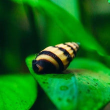 Load image into Gallery viewer, Assassin Snail 3 Pack-Live Animals-Glass Grown-Pack of Three Snails-Glass Grown Aquatics-Aquarium live fish plants, decor