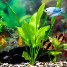 Load image into Gallery viewer, Axolotl Lower Light Plant Bundle w/ Java (4 plants)-Aquatic Plants-Glass Grown-Single Pack (4 plants)-Ten Root Tabs-Glass Grown Aquatics-Aquarium live fish plants, decor