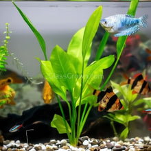 Load image into Gallery viewer, Axolotl Safe Low Light Aquarium Plant Bundle (6 Live Plants)-Aquatic Plants-Glass Grown-Glass Grown Aquatics-Aquarium live fish plants, decor