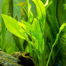 Load image into Gallery viewer, Axolotl Lower Light Plant Bundle w/ Java (4 plants)-Aquatic Plants-Glass Grown-Single Pack (4 plants)-Ten Root Tabs-Glass Grown Aquatics-Aquarium live fish plants, decor