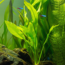 Load image into Gallery viewer, Axolotl Safe Low Light Aquarium Plant Bundle (6 Live Plants)-Aquatic Plants-Glass Grown-Glass Grown Aquatics-Aquarium live fish plants, decor