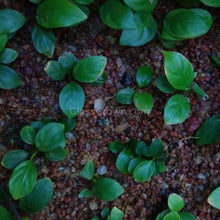 Load image into Gallery viewer, Axolotl Lower Light Plant Bundle w/ Java (4 plants)-Aquatic Plants-Glass Grown-Single Pack (4 plants)-Ten Root Tabs-Glass Grown Aquatics-Aquarium live fish plants, decor