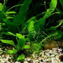 Load image into Gallery viewer, Axolotl Lower Light Plant Bundle w/ Java (4 plants)-Aquatic Plants-Glass Grown-Single Pack (4 plants)-Ten Root Tabs-Glass Grown Aquatics-Aquarium live fish plants, decor