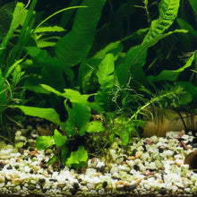 Load image into Gallery viewer, Axolotl Safe Low Light Aquarium Plant Bundle (6 Live Plants)-Aquatic Plants-Glass Grown-Glass Grown Aquatics-Aquarium live fish plants, decor