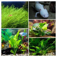 Load image into Gallery viewer, Axolotl Lower Light Plant Bundle w/ Java (4 plants)-Aquatic Plants-Glass Grown-Single Pack (4 plants)-Ten Root Tabs-Glass Grown Aquatics-Aquarium live fish plants, decor