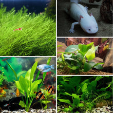Load image into Gallery viewer, Axolotl Safe Low Light Aquarium Plant Bundle (6 Live Plants)-Aquatic Plants-Glass Grown-Glass Grown Aquatics-Aquarium live fish plants, decor