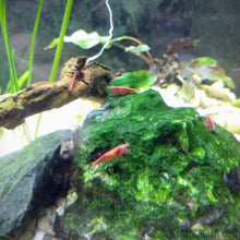 Load image into Gallery viewer, Baby Shrimp Grower Powdered Food Supplement-Fish Food-Glass Grown-12 Grams-Glass Grown Aquatics-Aquarium live fish plants, decor