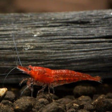 Load image into Gallery viewer, Baby Shrimp Grower Powdered Food Supplement-Fish Food-Glass Grown-12 Grams-Glass Grown Aquatics-Aquarium live fish plants, decor