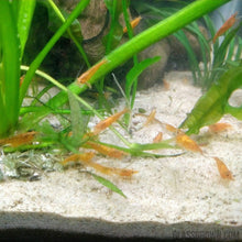 Load image into Gallery viewer, Baby Shrimp Grower Powdered Food Supplement-Fish Food-Glass Grown-12 Grams-Glass Grown Aquatics-Aquarium live fish plants, decor