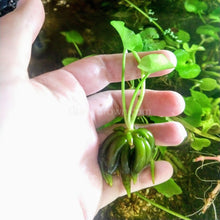 Load image into Gallery viewer, Banana Lily NYE-Aquatic Plants-Glass Grown-Glass Grown Aquatics-Aquarium live fish plants, decor
