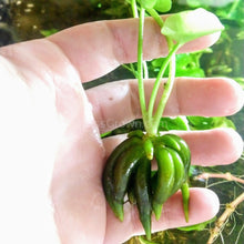 Load image into Gallery viewer, Banana Lily NYE-Aquatic Plants-Glass Grown-Glass Grown Aquatics-Aquarium live fish plants, decor