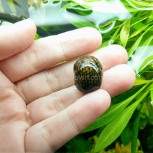 Load image into Gallery viewer, Batik Nerite Snails 3 pack-Live Animals-Glass Grown-Pack of Three Snails-Glass Grown Aquatics-Aquarium live fish plants, decor