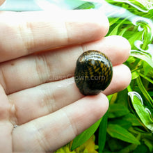 Load image into Gallery viewer, Batik Nerite Snails 3 pack-Live Animals-Glass Grown-Pack of Three Snails-Glass Grown Aquatics-Aquarium live fish plants, decor