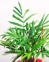 Load image into Gallery viewer, Bella Palm-Aquatic Plants-Glass Grown-Glass Grown Aquatics-Aquarium live fish plants, decor