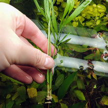 Load image into Gallery viewer, Bella Palm-Aquatic Plants-Glass Grown-Glass Grown Aquatics-Aquarium live fish plants, decor