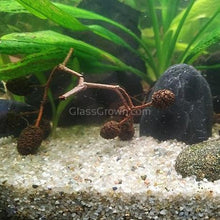 Load image into Gallery viewer, Pollen Shrimp Enrichment Pack-Aquarium Decor-Glass Grown Aquatics-Sure!-5x Clay and 5x Tourmaline-Glass Grown Aquatics-Aquarium live fish plants, decor