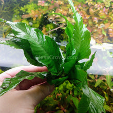 Load image into Gallery viewer, Broadleaf Bolbitis-Aquatic Plants-Glass Grown-Glass Grown Aquatics-Aquarium live fish plants, decor