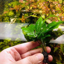 Load image into Gallery viewer, Broadleaf Bolbitis-Aquatic Plants-Glass Grown-Glass Grown Aquatics-Aquarium live fish plants, decor