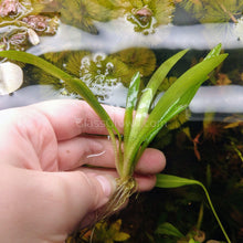 Load image into Gallery viewer, Broadleaf Sagittaria Subulata-Aquatic Plants-Glass Grown-Glass Grown Aquatics-Aquarium live fish plants, decor