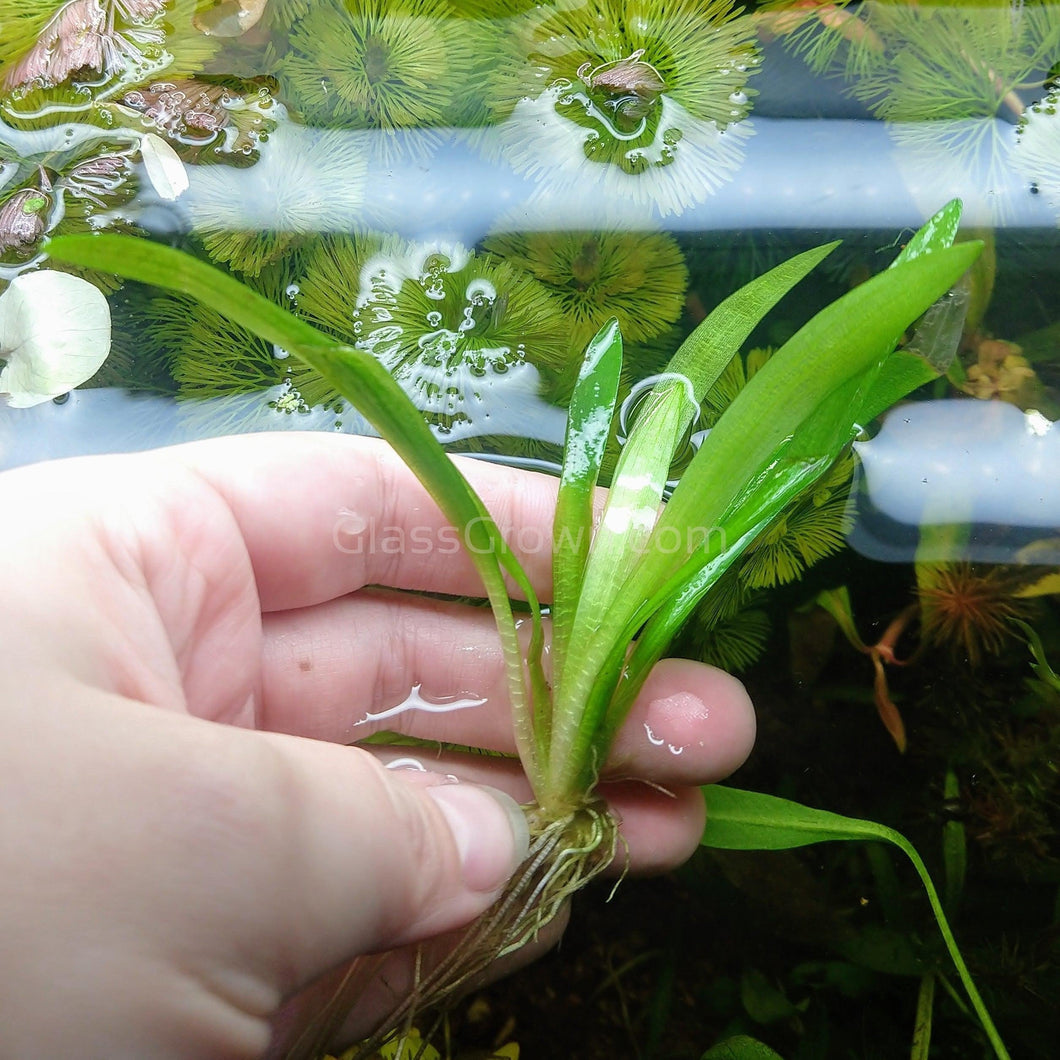 Broadleaf Sagittaria Subulata-Aquatic Plants-Glass Grown-Glass Grown Aquatics-Aquarium live fish plants, decor
