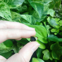 Load image into Gallery viewer, Bumblebee Horned Nerite Snail 3 Pack-Live Animals-Glass Grown-Pack of Three Snails-Glass Grown Aquatics-Aquarium live fish plants, decor