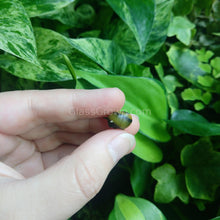 Load image into Gallery viewer, Bumblebee Horned Nerite Snail 3 Pack-Live Animals-Glass Grown-Pack of Three Snails-Glass Grown Aquatics-Aquarium live fish plants, decor