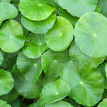 Load image into Gallery viewer, Bunch Brazilian Pennywort-Aquatic Plants-Glass Grown-Glass Grown Aquatics-Aquarium live fish plants, decor
