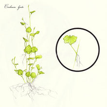 Load image into Gallery viewer, Bunch Cardamine Lyrata-Aquatic Plants-Glass Grown-Glass Grown Aquatics-Aquarium live fish plants, decor