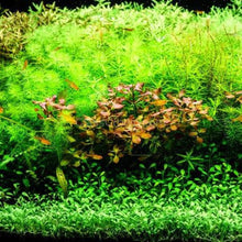 Load image into Gallery viewer, Bunch Green Myrio-Aquatic Plants-Glass Grown-Glass Grown Aquatics-Aquarium live fish plants, decor