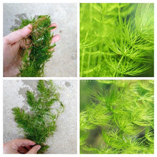 Load image into Gallery viewer, Bunch Hornwort-Aquatic Plants-Glass Grown-Glass Grown Aquatics-Aquarium live fish plants, decor