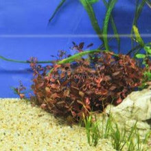 Load image into Gallery viewer, Bunch Ludwigia Natans Super Red Mini-Aquatic Plants-Glass Grown-Glass Grown Aquatics-Aquarium live fish plants, decor
