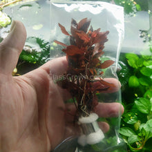 Load image into Gallery viewer, Bunch Ludwigia Natans Super Red Mini-Aquatic Plants-Glass Grown-Glass Grown Aquatics-Aquarium live fish plants, decor