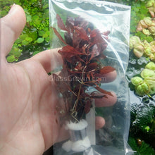Load image into Gallery viewer, Bunch Ludwigia Natans Super Red Mini-Aquatic Plants-Glass Grown-Glass Grown Aquatics-Aquarium live fish plants, decor