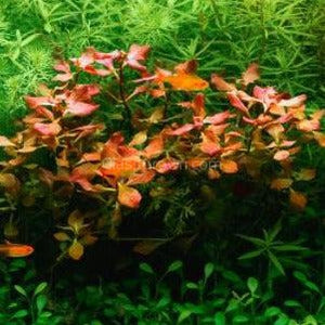 Bunch Ludwigia Natans Super Red Mini-Aquatic Plants-Glass Grown-Glass Grown Aquatics-Aquarium live fish plants, decor