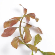 Load image into Gallery viewer, Bunch Ludwigia Repens Dark Red NYE-Aquatic Plants-Glass Grown-Glass Grown Aquatics-Aquarium live fish plants, decor