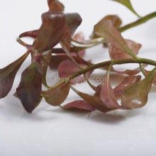 Load image into Gallery viewer, Bunch Ludwigia Repens Dark Red NYE-Aquatic Plants-Glass Grown-Glass Grown Aquatics-Aquarium live fish plants, decor