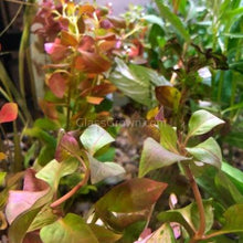 Load image into Gallery viewer, Bunch Ludwigia Repens Dark Red NYE-Aquatic Plants-Glass Grown-Glass Grown Aquatics-Aquarium live fish plants, decor