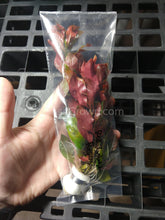 Load image into Gallery viewer, Bunch Ludwigia Repens Dark Red NYE-Aquatic Plants-Glass Grown-Glass Grown Aquatics-Aquarium live fish plants, decor