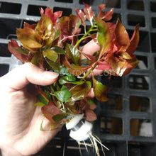 Load image into Gallery viewer, Bunch Ludwigia Repens Dark Red NYE-Aquatic Plants-Glass Grown-Glass Grown Aquatics-Aquarium live fish plants, decor