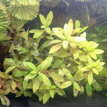Load image into Gallery viewer, Bunch Nesaea pedicellata Golden-Aquatic Plants-Glass Grown-Glass Grown Aquatics-Aquarium live fish plants, decor
