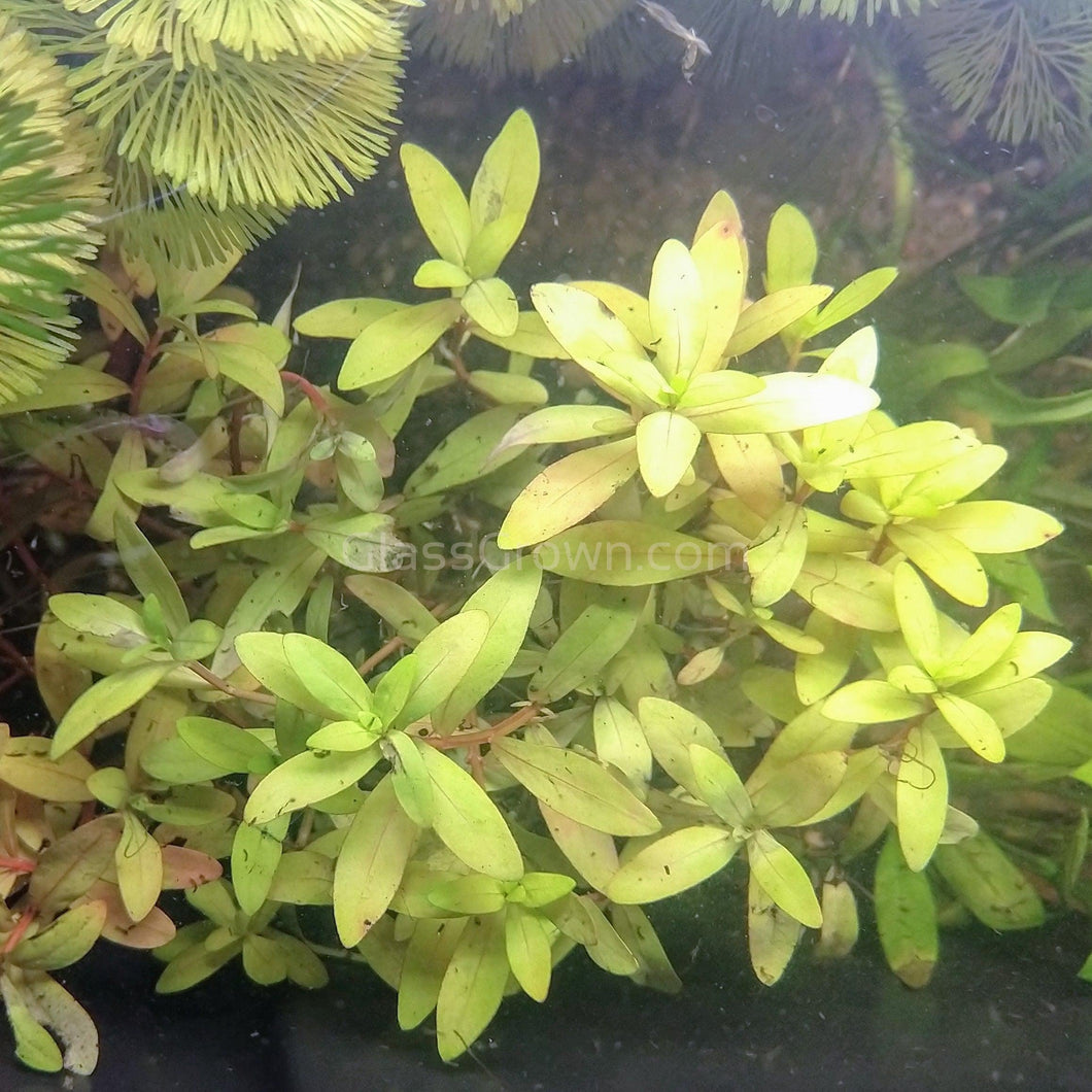 Bunch Nesaea pedicellata Golden-Aquatic Plants-Glass Grown-Glass Grown Aquatics-Aquarium live fish plants, decor
