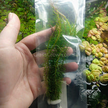 Load image into Gallery viewer, Bunch Rotala Walichii-Aquatic Plants-Glass Grown-Glass Grown Aquatics-Aquarium live fish plants, decor