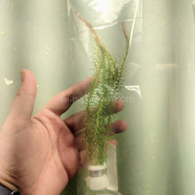 Load image into Gallery viewer, Bunch Rotala Walichii-Aquatic Plants-Glass Grown-Glass Grown Aquatics-Aquarium live fish plants, decor