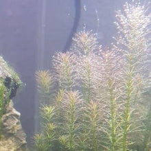Load image into Gallery viewer, Bunch Rotala Walichii-Aquatic Plants-Glass Grown-Glass Grown Aquatics-Aquarium live fish plants, decor