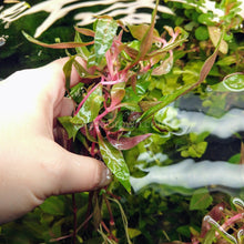 Load image into Gallery viewer, Bunch Scarlet Temple (Alternanthera Reineckii)-Aquatic Plants-Glass Grown-Glass Grown Aquatics-Aquarium live fish plants, decor