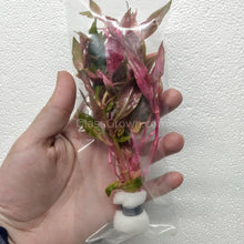 Load image into Gallery viewer, Bunch Scarlet Temple (Alternanthera Reineckii)-Aquatic Plants-Glass Grown-Glass Grown Aquatics-Aquarium live fish plants, decor