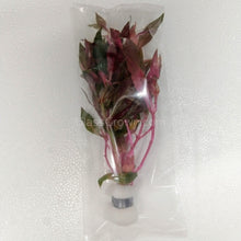 Load image into Gallery viewer, Bunch Scarlet Temple (Alternanthera Reineckii)-Aquatic Plants-Glass Grown-Glass Grown Aquatics-Aquarium live fish plants, decor