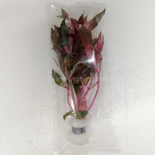 Load image into Gallery viewer, Bunch Scarlet Temple (Alternanthera Reineckii)-Aquatic Plants-Glass Grown-Bunch-Glass Grown Aquatics-Aquarium live fish plants, decor