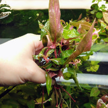 Load image into Gallery viewer, Bunch Scarlet Temple (Alternanthera Reineckii)-Aquatic Plants-Glass Grown-Bunch-Glass Grown Aquatics-Aquarium live fish plants, decor